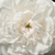 Fehér - Történelmi - noisette rózsa - Boule de Neige